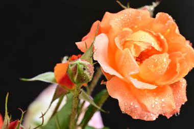 Koyu arkaplanda güzel turuncu güller. 