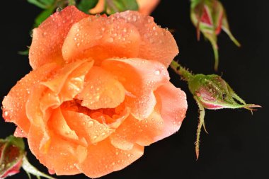 Koyu arkaplanda güzel turuncu güller. 