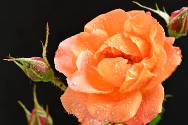 Koyu arkaplanda güzel turuncu güller. 