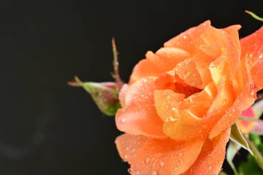 Koyu arkaplanda güzel turuncu güller. 