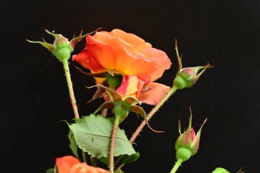 Koyu arkaplanda güzel turuncu güller. 