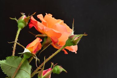 Koyu arkaplanda güzel turuncu güller. 