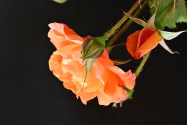 Koyu arkaplanda güzel turuncu güller. 