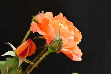 Koyu arkaplanda güzel turuncu güller. 