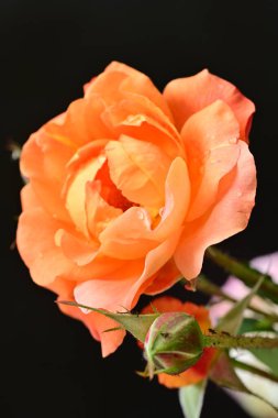 Koyu arkaplanda güzel turuncu güller. 