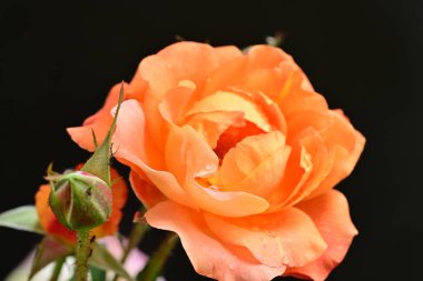 Koyu arkaplanda güzel turuncu güller. 