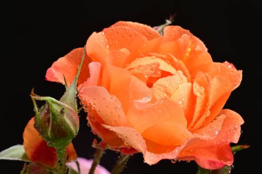 Koyu arkaplanda güzel turuncu güller. 