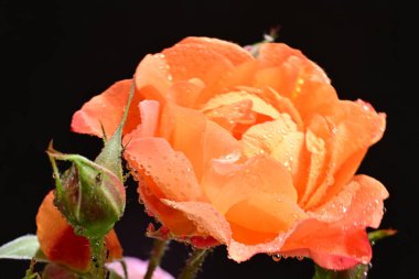 Koyu arkaplanda güzel turuncu güller. 