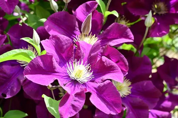 Yaz bahçesinde açan güzel çiçekler, doğa konsepti arka planı.