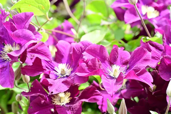 Yaz bahçesinde açan güzel çiçekler, doğa konsepti arka planı.