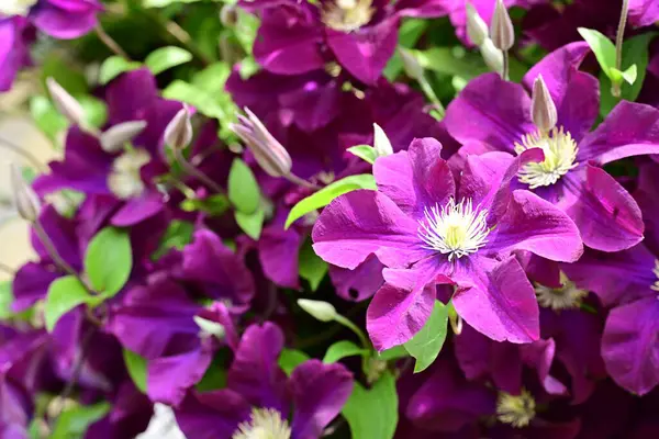 Yaz bahçesinde açan güzel çiçekler, doğa konsepti arka planı.