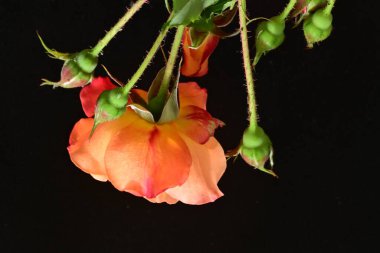 Koyu arkaplanda güzel turuncu güller. 