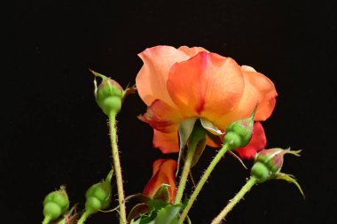 Koyu arkaplanda güzel turuncu güller. 