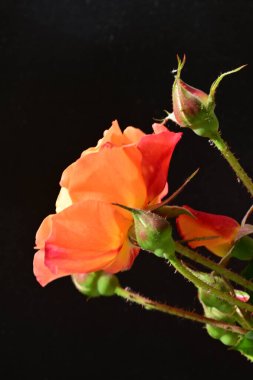 Koyu arkaplanda güzel turuncu güller. 