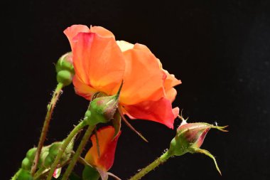 Koyu arkaplanda güzel turuncu güller. 