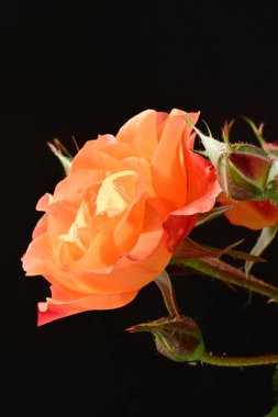 Koyu arkaplanda güzel turuncu güller. 