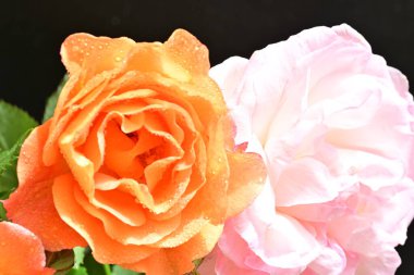 Koyu arkaplanda güzel turuncu güller. 