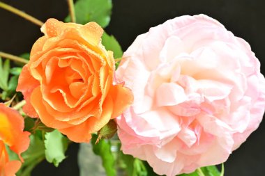 Koyu arkaplanda güzel turuncu güller. 