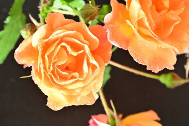 Koyu arkaplanda güzel turuncu güller. 