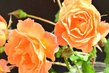 Koyu arkaplanda güzel turuncu güller. 