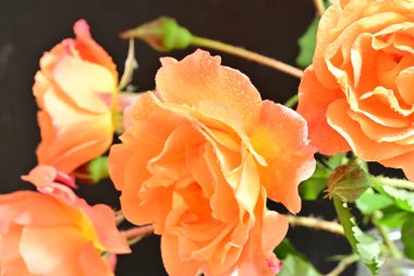 Koyu arkaplanda güzel turuncu güller. 