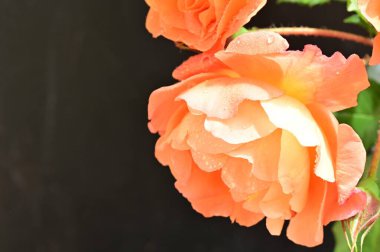 Koyu arkaplanda güzel turuncu güller. 