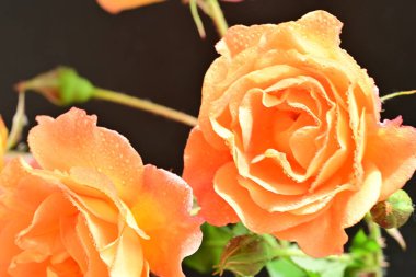 Koyu arkaplanda güzel turuncu güller. 