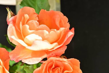 Koyu arkaplanda güzel turuncu güller. 