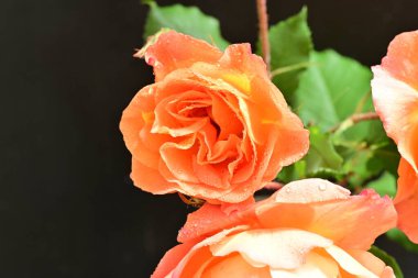 Koyu arkaplanda güzel turuncu güller. 