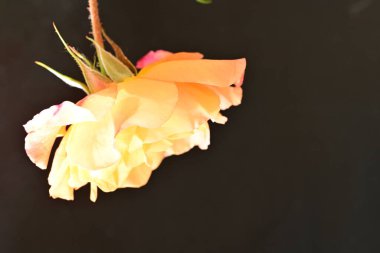 Koyu arka planda güzel turuncu gül. 