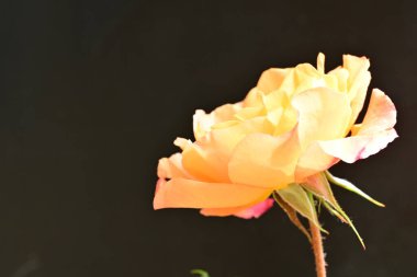 Koyu arka planda güzel turuncu gül. 