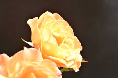 Koyu arkaplanda güzel turuncu güller. 