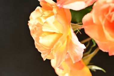 Koyu arkaplanda güzel turuncu güller. 