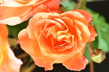 Koyu arkaplanda güzel turuncu güller. 