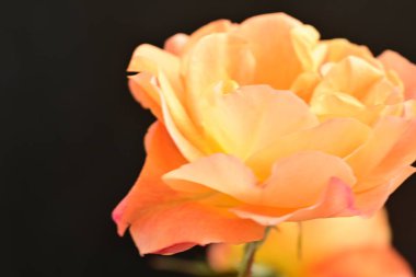 Koyu arka planda güzel turuncu gül. 