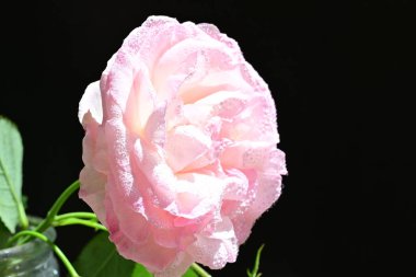 Yaz bahçesinde açan güzel çiçekler, doğa konsepti arka planı.