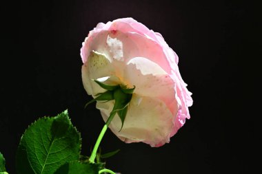 Yaz bahçesinde açan güzel çiçekler, doğa konsepti arka planı.