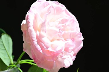 Yaz bahçesinde açan güzel çiçekler, doğa konsepti arka planı.