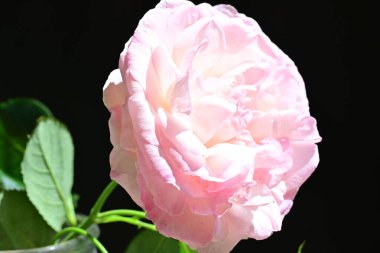 Yaz bahçesinde açan güzel çiçekler, doğa konsepti arka planı.