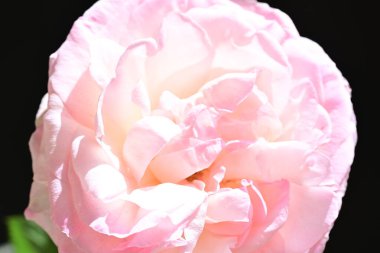 Yaz bahçesinde açan güzel çiçekler, doğa konsepti arka planı.