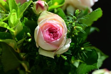 Koyu arkaplanda güzel pembe güller