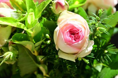 Koyu arkaplanda güzel pembe güller