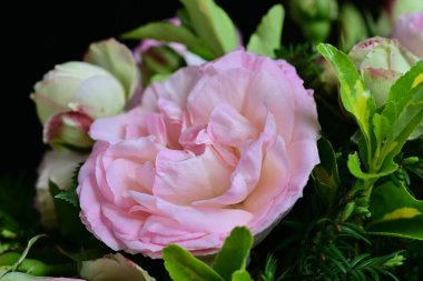 Koyu arkaplanda güzel pembe güller