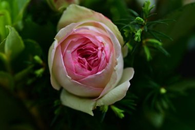 Yaz bahçesinde açan güzel çiçekler, doğa konsepti arka planı.