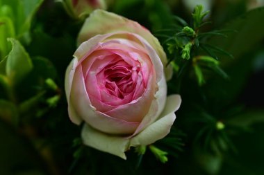 Yaz bahçesinde açan güzel çiçekler, doğa konsepti arka planı.