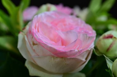 Koyu arkaplanda güzel pembe güller