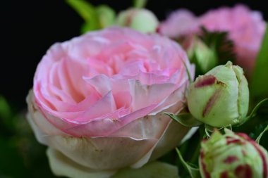 Koyu arkaplanda güzel pembe güller