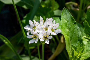 Yaz bahçesinde açan güzel çiçekler, doğa konsepti arka planı.