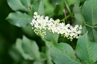 Yaz bahçesinde açan güzel çiçekler, doğa konsepti arka planı.