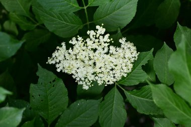 Yaz bahçesinde açan güzel çiçekler, doğa konsepti arka planı.